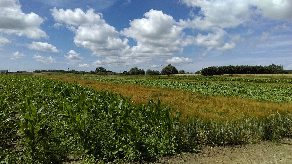 Experimental field Stover Acker with parcelling and different crops