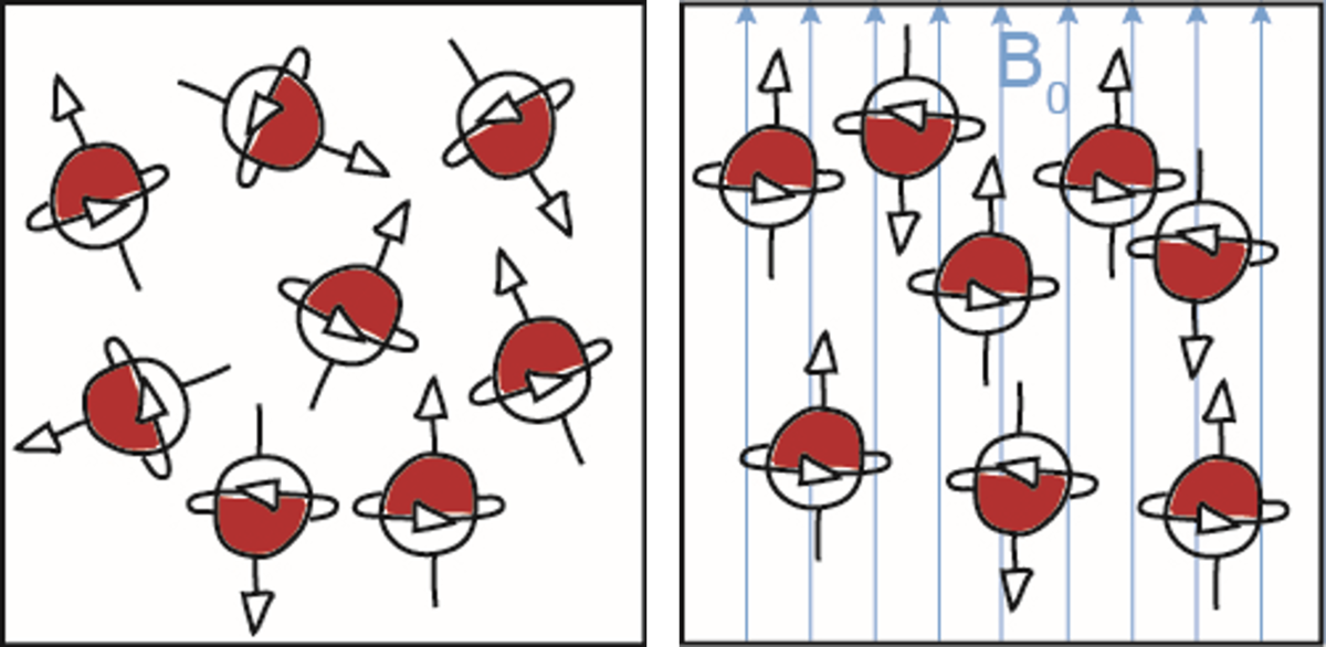 Alignment of the nuclear spins in an external magnetic field